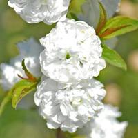 prunus glandulosa alba plena large plant 1 x 36 litre potted prunus pl ...