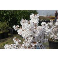 Prunus nipponica \'Brilliant\' (Large Plant) - 2 x 3.6 litre potted prunus plants