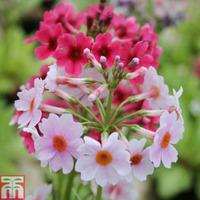 Primula japonica - 3 x 9cm potted primula plants