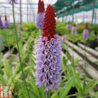 Primula vialii - 3 x 9cm potted primula plants