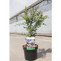 Prunus incisa \'Kojo-No-Mai\' (Large Plant) - 2 x 10 litre potted prunus plants