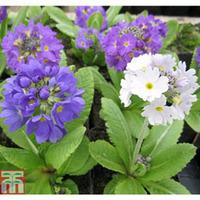 Primula denticulata - 1 x 9cm potted primula plant