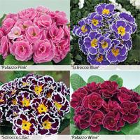 Primrose Premium Collection - 12 x 7cm potted primrose garden ready plants (3 of each variety)