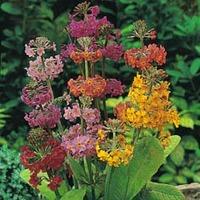 Primula Candelabra Hybrids - 1 packet (80 primula seeds)