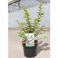 Prunus tomentosa (Large Plant) - 2 x 3.6 litre potted prunus plants