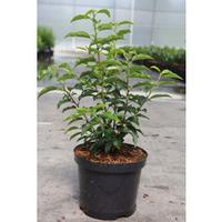 Prunus lusitanica \'Angustifolia\' (Large Plant) - 2 x 3.5 litre potted prunus plants