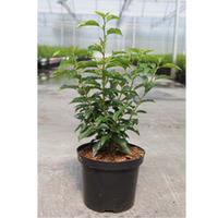 Prunus lusitanica (Large Plant) - 2 x 3.5 litre potted prunus plants