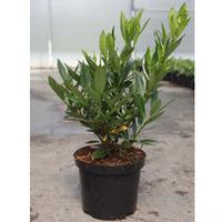 Prunus laurocerasus \'Otto Luyken\' (Large Plant) - 2 x 3.6 litre potted prunus plants