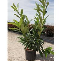 Prunus laurocerasus \'Caucasica\' (Large Plant) - 2 x 3.6 litre potted prunus plants