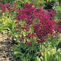 Primula japonica \'Mixed\' - 1 packet (50 primula seeds)