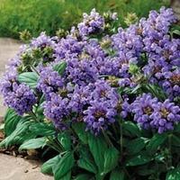 prunella grandiflora freelander blue 1 packet 35 prunella seeds