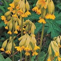 Primula veris - 1 packet (150 primula seeds)