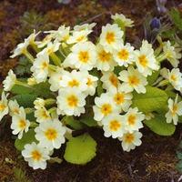 Primula vulgaris - 1 packet (50 primula seeds)