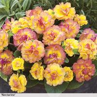primrose belarina doubles collection 9 primrose jumbo plug plants