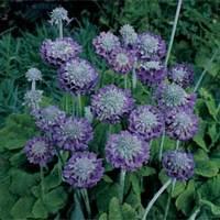 Primula capitata \'Noverna Deep Blue\' - 1 packet (25 primula seeds)