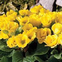 Primrose \'Cupid Lemon\' - 72 primrose plug plants