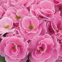 Primrose \'Palazzo Pink\' - 6 primrose jumbo plug plants