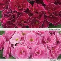 Primrose \'Palazzo Collection\' - 6 primrose jumbo plug plants - 3 of each colour