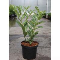 Prunus laurocerasus \'Marbled White\' (Large Plant) - 2 x 3.6 litre potted prunus plants