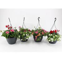 Pre-Planted Water Reservoir Hanging Baskets - 2 x pre-planted hanging baskets with 1.5L water reservoir