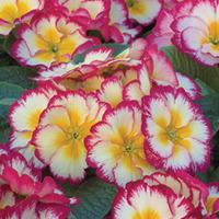 Primrose \'Scentsation Raspberry Ripple\' - 36 primrose plug plants