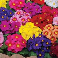 Primrose \'Eternity Mixed\' - 24 primrose plug plants