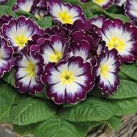 primrose blackberry crush 24 primrose plug plants