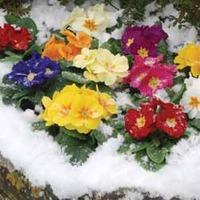 Primrose \'Husky Mixed\' (Garden Ready) - 30 primrose garden ready plants