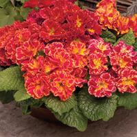 Primrose \'Romance\' - 48 primrose plug plants