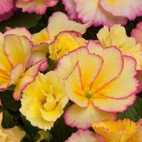 Primrose \'Elizabeth\' - 48 primrose plug plants