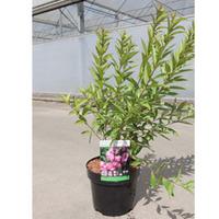 prunus glandulosa rosea plena large plant 1 x 36 litre potted prunus p ...