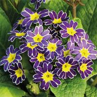 Primula \'Lace Blue\' - 6 x 7cm potted primrose plants