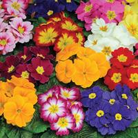 Primrose \'Autumn Colours Mixed\' (Garden Ready) - 30 primrose garden ready plants
