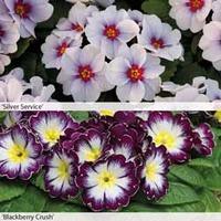 Primrose \'Elegance Collection\' - 48 primrose plug plants - 24 of each variety