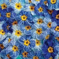 Primrose Blue Jeans 24 Large Plants