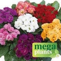 Primrose Rosebud 12 Mega Plants