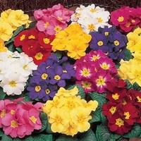 Primrose Rainbow 280 Plants (2nd Delivery Period)
