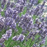 Provence Lavender 6 Plants 9cm Pot