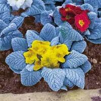 Primrose \'Arctic Blue\' - 48 primrose plug tray plants