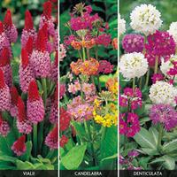 Primula Collection - 15 primula plug plants - 5 of each