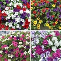 Premium Trailing Petunia Favourites 24 Large Plants