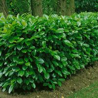 prunus laurocerasus rotundifolia large plant 1 prunus plant in 35 litr ...