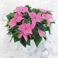 Princettia® \'Pink\' - 1 Princettia® plant in 13cm pot
