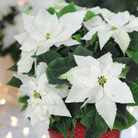 Princettia® \'Pure White\' - 1 Princettia® plant in 13cm pot