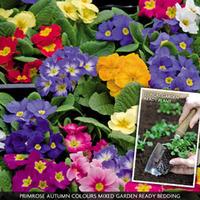 Primrose \'Autumn Colours Mixed\' (Garden Ready) - 30 primrose garden ready plug plants