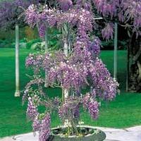 Premium Wisteria Standard with growing frame - 1 wisteria standard in 21cm pot