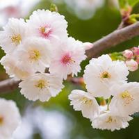 Prunus glandulosa \'Alba Plena\' (Large Plant) - 2 plants in 3.5 litre pots