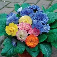 Primrose Two Tu 6 Jumbo Plants