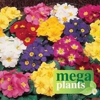 Primrose Rainbow 12 Mega Plants