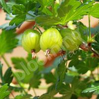 Premium Gooseberry Invicta Fruit Bush in a 3L Pot - Perfect for Cooking